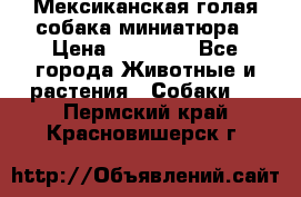 Мексиканская голая собака миниатюра › Цена ­ 53 000 - Все города Животные и растения » Собаки   . Пермский край,Красновишерск г.